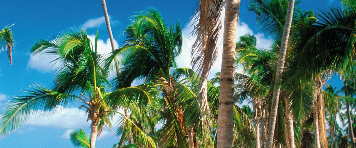 Palm trees on Pinneys Beach on Nevis, Caribbean