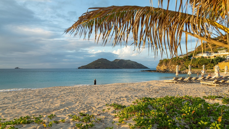 Una playa con sillas de descanso, una palmera y una montaña al fondo.