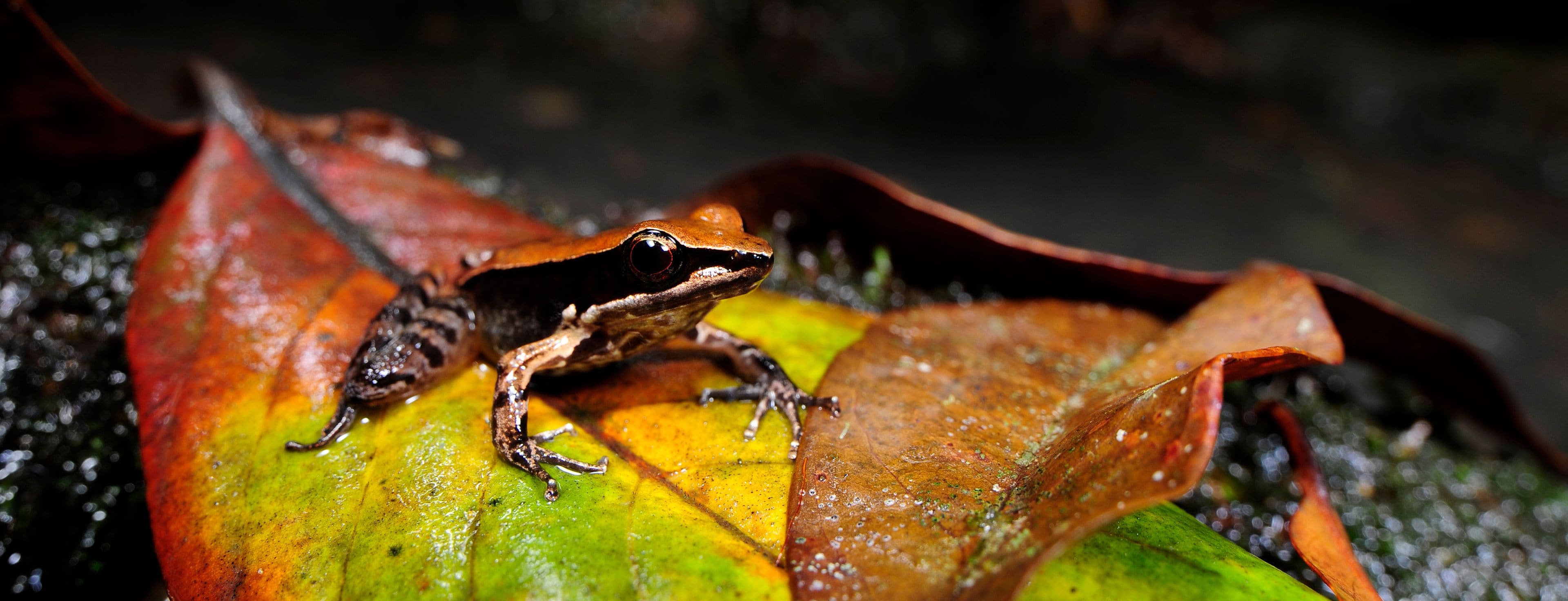 Bronzefrosch // Bronzed frog (Indosylvirana temporalis) - Sri Lanka