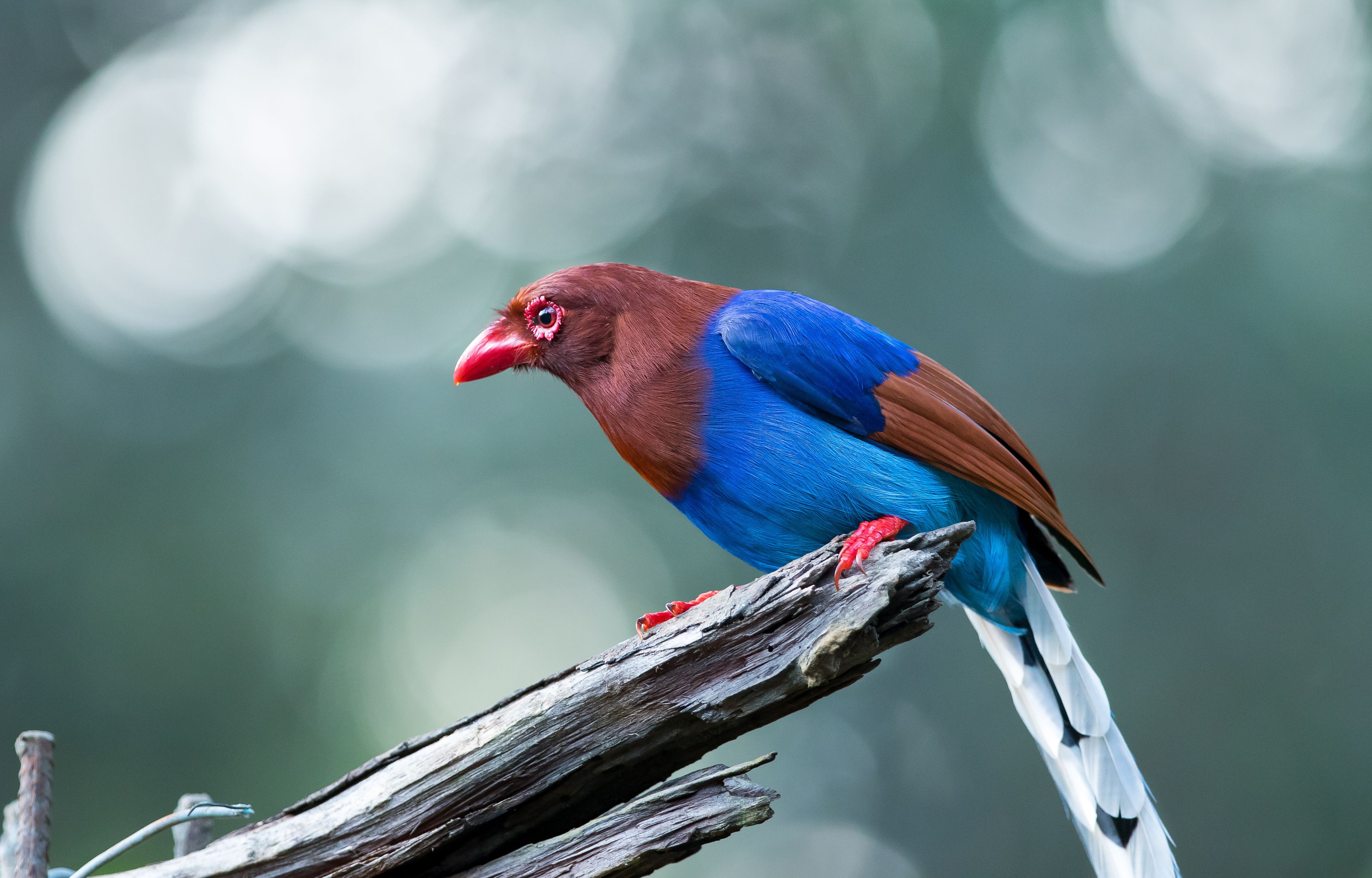A bird with red beak and blue feathers perched on a branch.