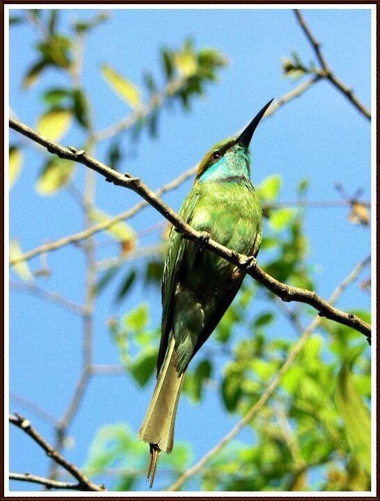Green bee-eater