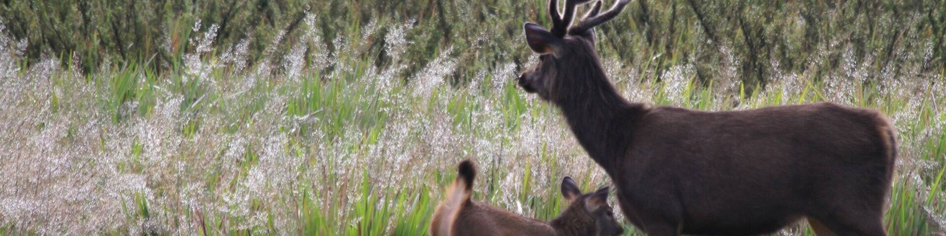 Sambar cub and mother in the morning light at #green plains
#wildlife