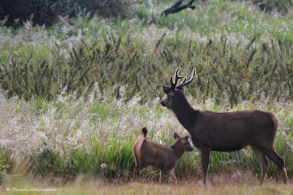 Sambar cub and mother in the morning light at #green plains
#wildlife
