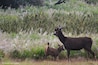 Sambar cub and mother in the morning light at #green plains
#wildlife