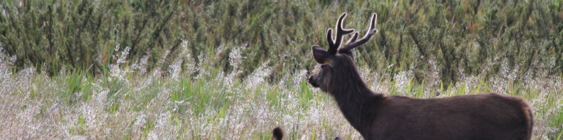 Sambar cub and mother in the morning light at #green plains
#wildlife