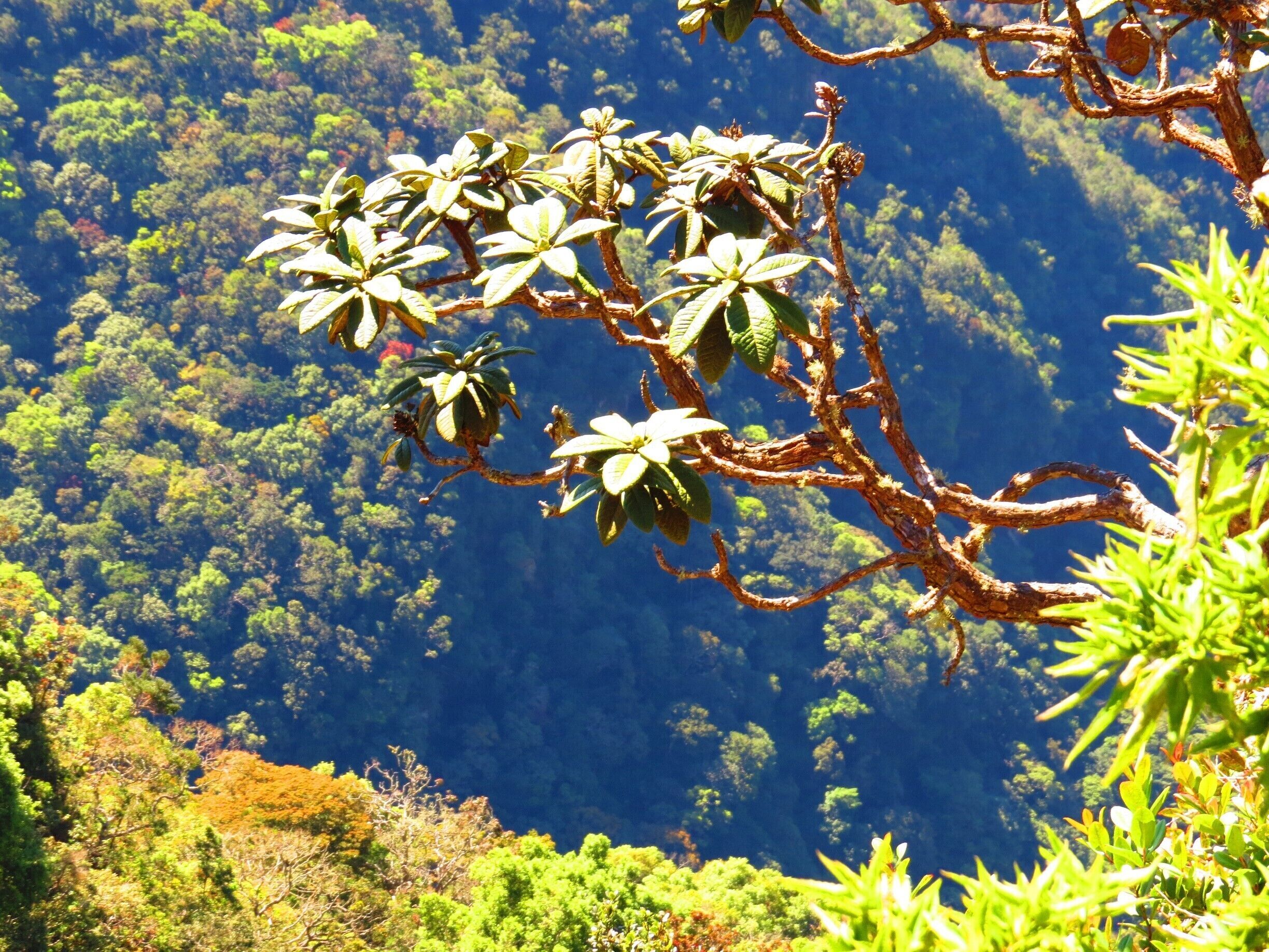Early morning 9KM hike to Worlds End, Horton Plains.
Beautiful!

#National Park