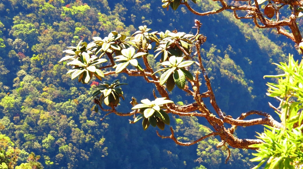Early morning 9KM hike to Worlds End, Horton Plains.
Beautiful!
#National Park