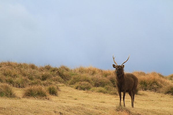 A deer with antlers standing in a grassy field.