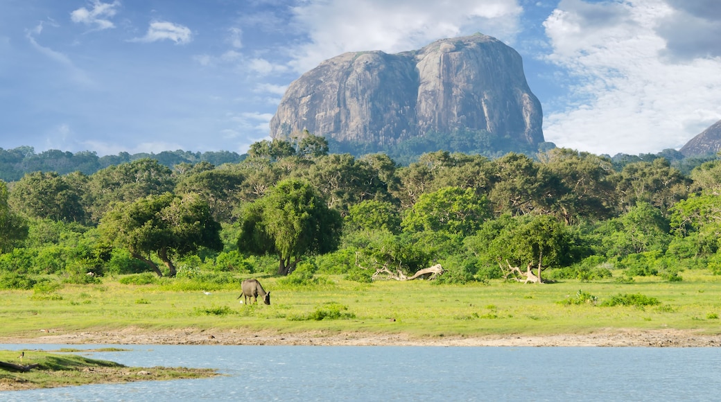 mountain in the shape of an elephant figure in the Yala National Park (Sri Lanka)