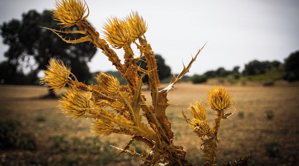 Though beautiful, this plant that grows in the Ruidera Lagoons in Castilla-La Mancha, are a lethal weapon for those that come to enjoy Spain's largest wetland. As the Spanish saying not all that glitters is #Golden