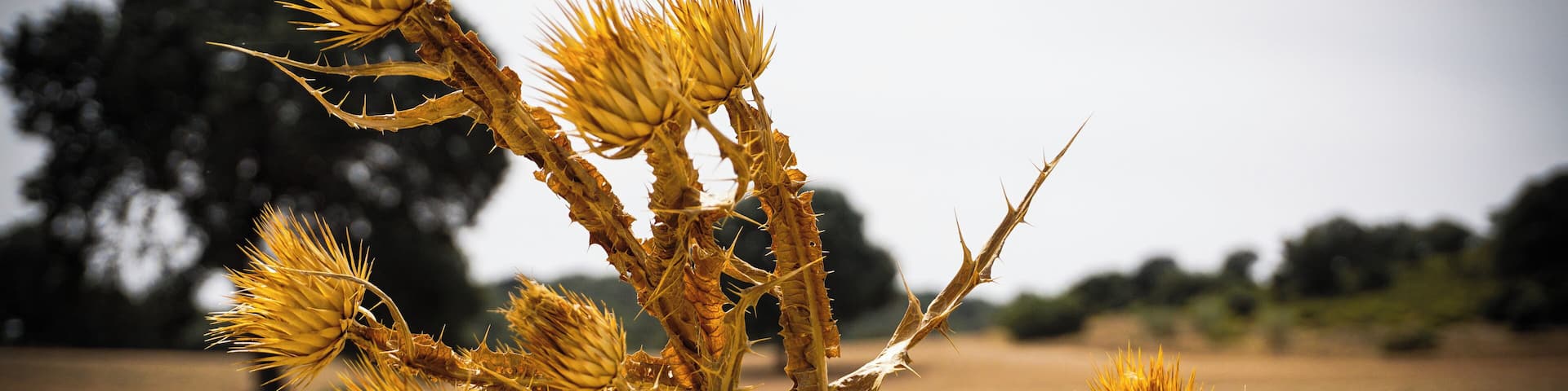 Though beautiful, this plant that grows in the Ruidera Lagoons in Castilla-La Mancha, are a lethal weapon for those that come to enjoy Spain's largest wetland. As the Spanish saying not all that glitters is #Golden