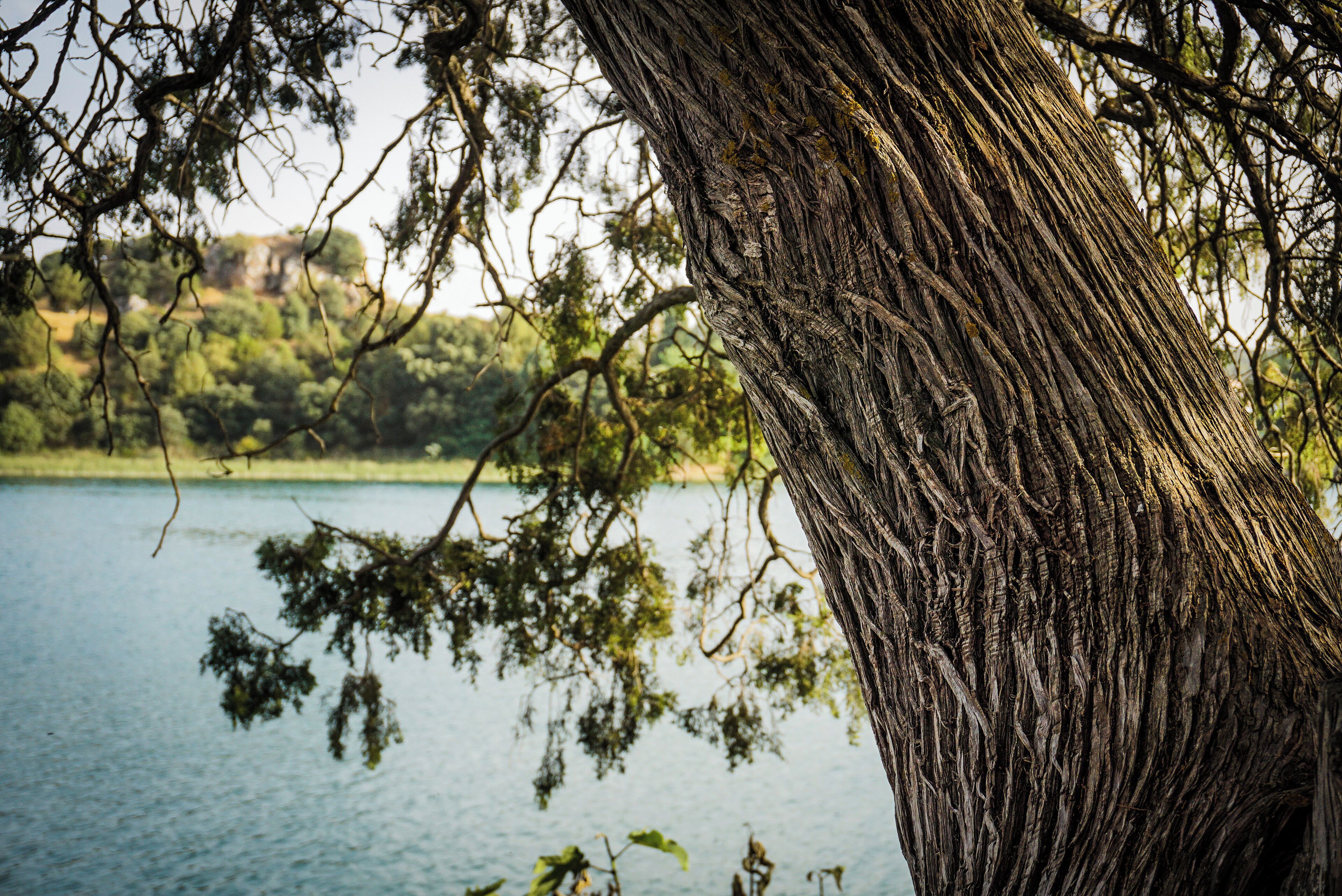  A tree on the shore of one of the lakes of Ruidera, has so many paths and wrinkles that it almost feels that one can read out of its bark. 