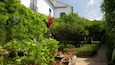 Un jardin luxuriant avec un bâtiment blanc, des plantes en pot et un sentier.