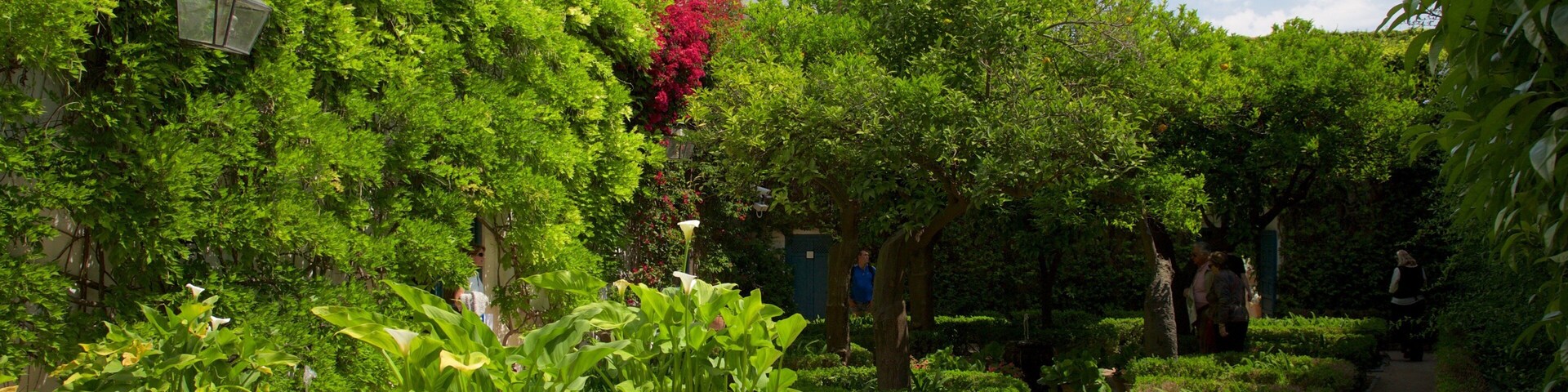 Un exuberante jardín con un edificio blanco, plantas en macetas y un sendero.