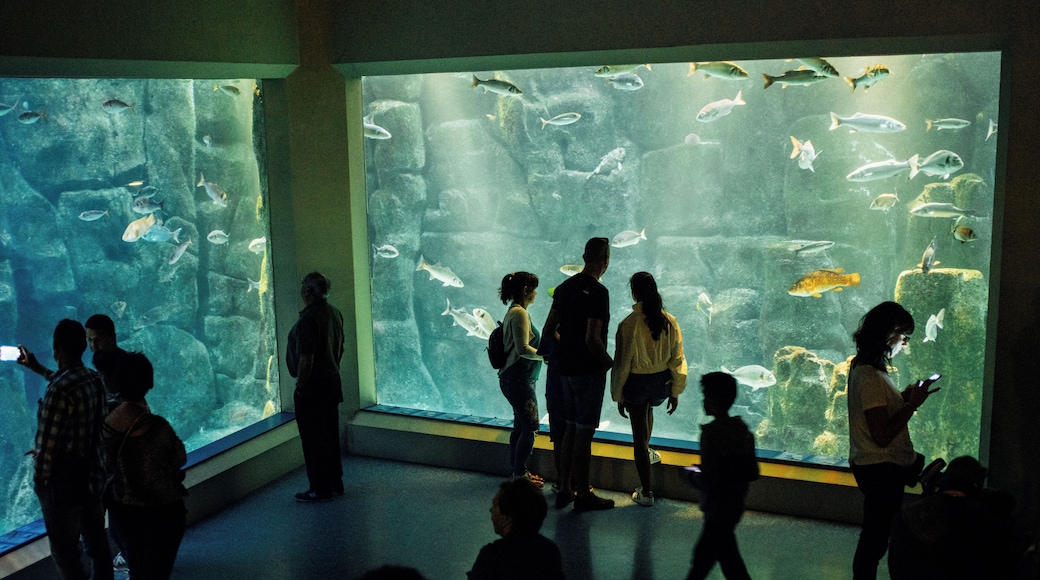 Aquarium Finisterrae