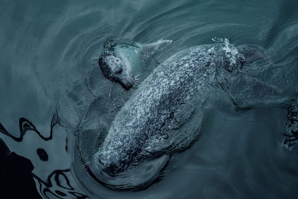 LaCoruna_AquariumFinisterrae_6121728-8