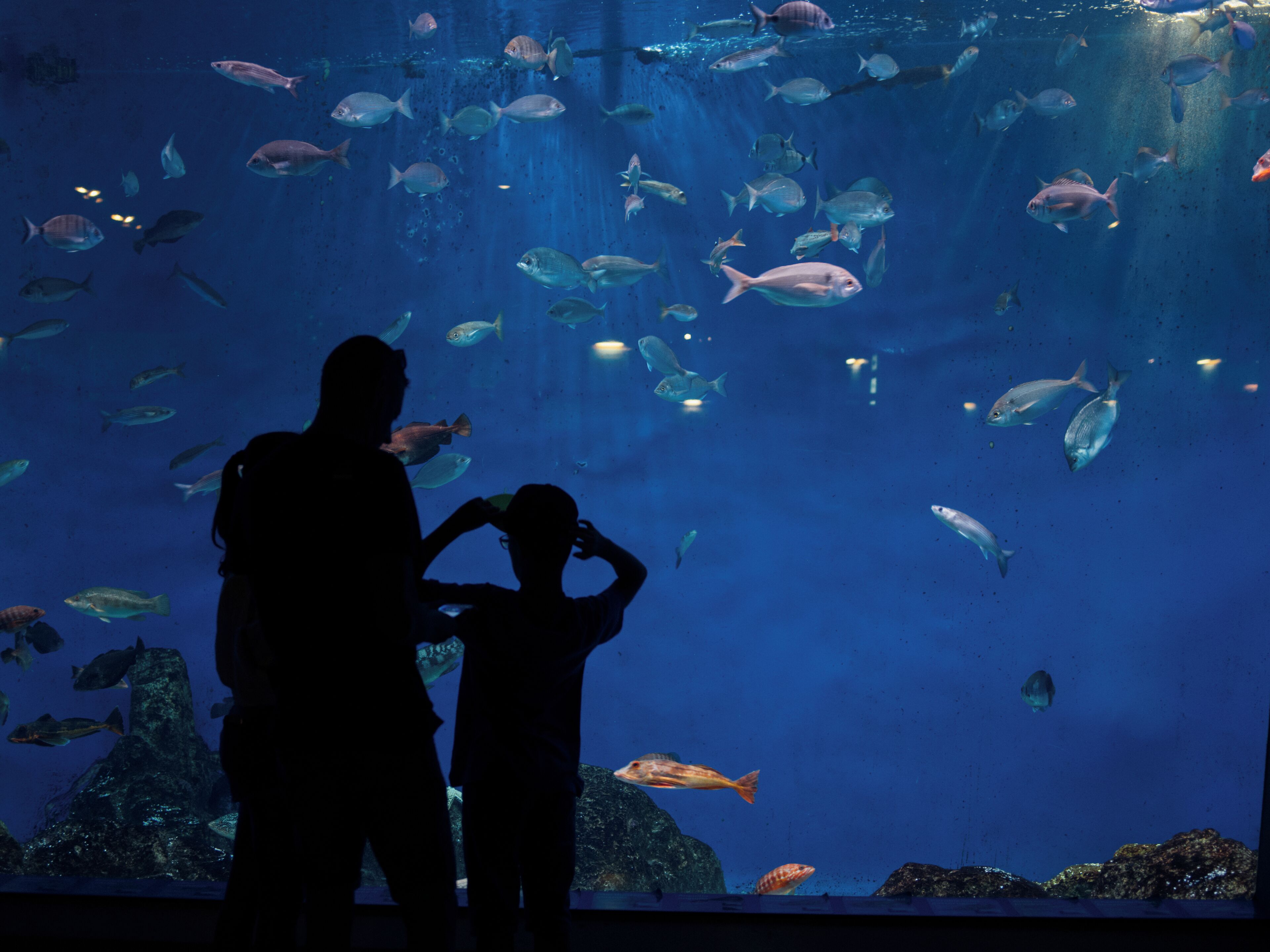 Aquarium Finisterrae