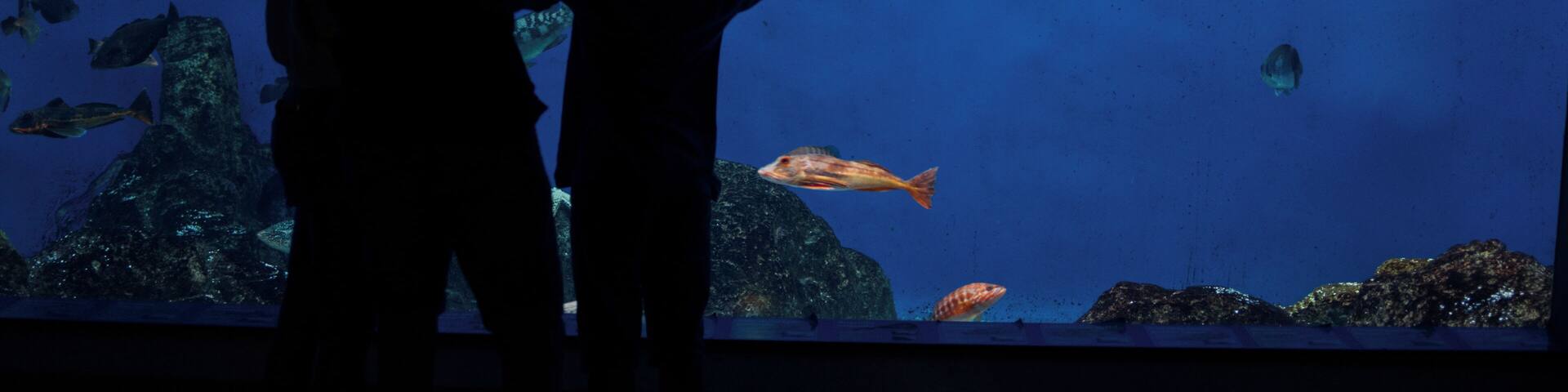 LaCoruna_AquariumFinisterrae_6121728-4