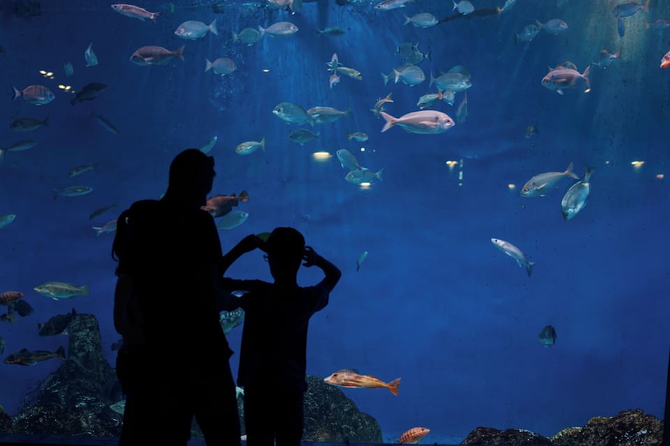 A large aquarium with various fish species swimming in the water.