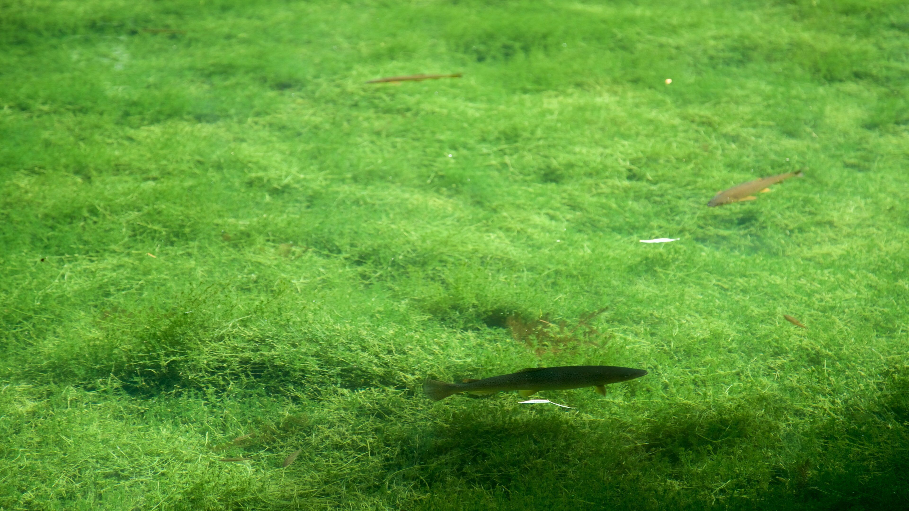 Monasterio de Piedra featuring marine life