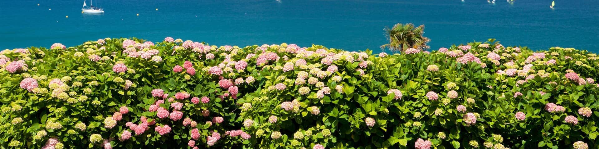 Palacio de Miramar welches beinhaltet KĂŒstenort, Blumen und allgemeine KĂŒstenansicht