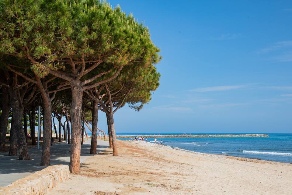 A beach with pine trees, a sandy shore, and the ocean.