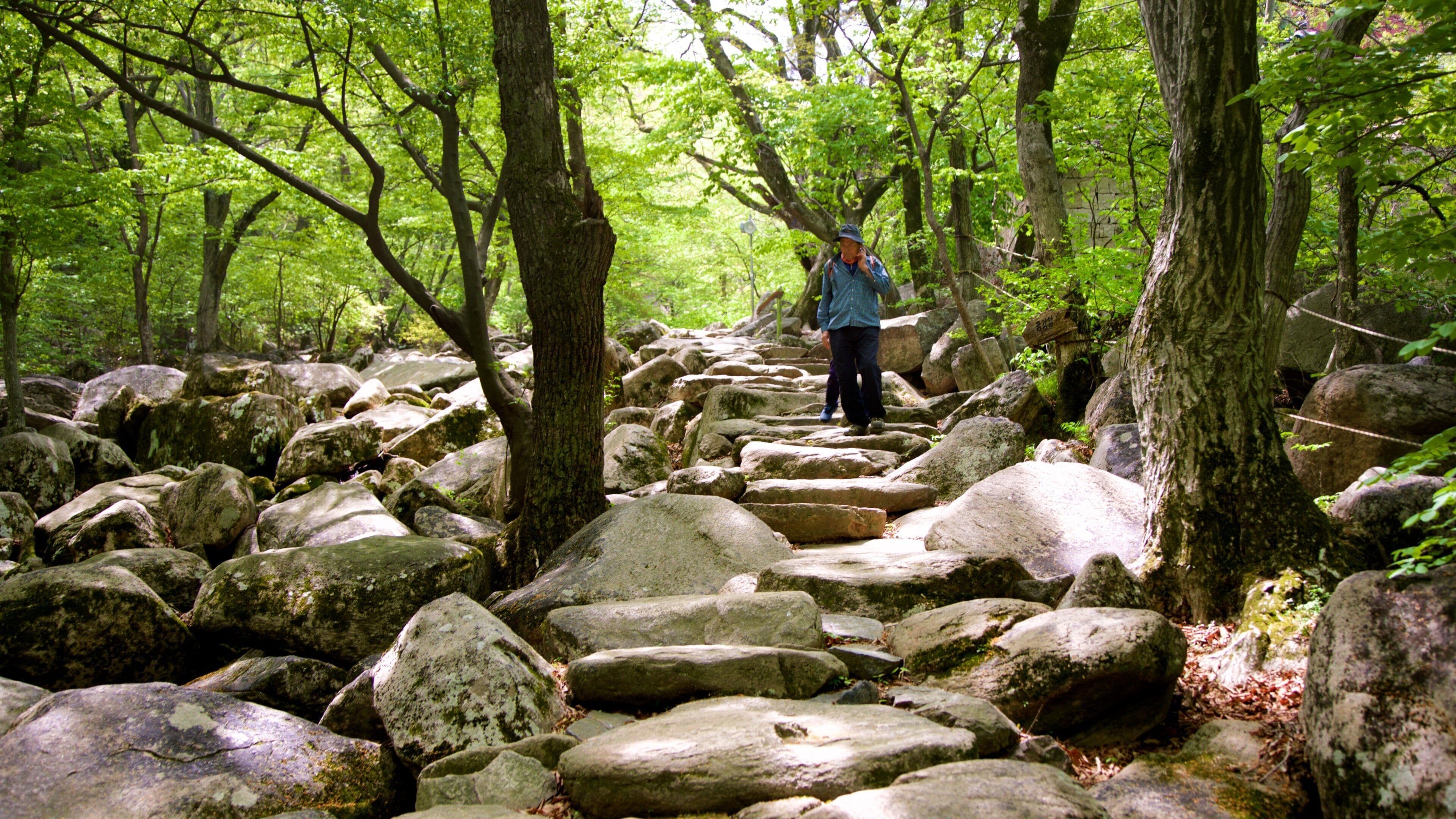 Geumjeongsan featuring forests as well as a couple
