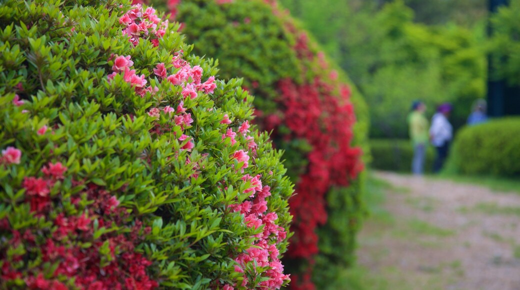 Hallyeohaesang National Park featuring wildflowers