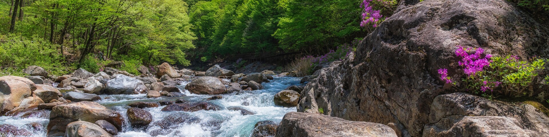 Um rio serpenteando por uma floresta com pedras grandes e flores cor-de-rosa.