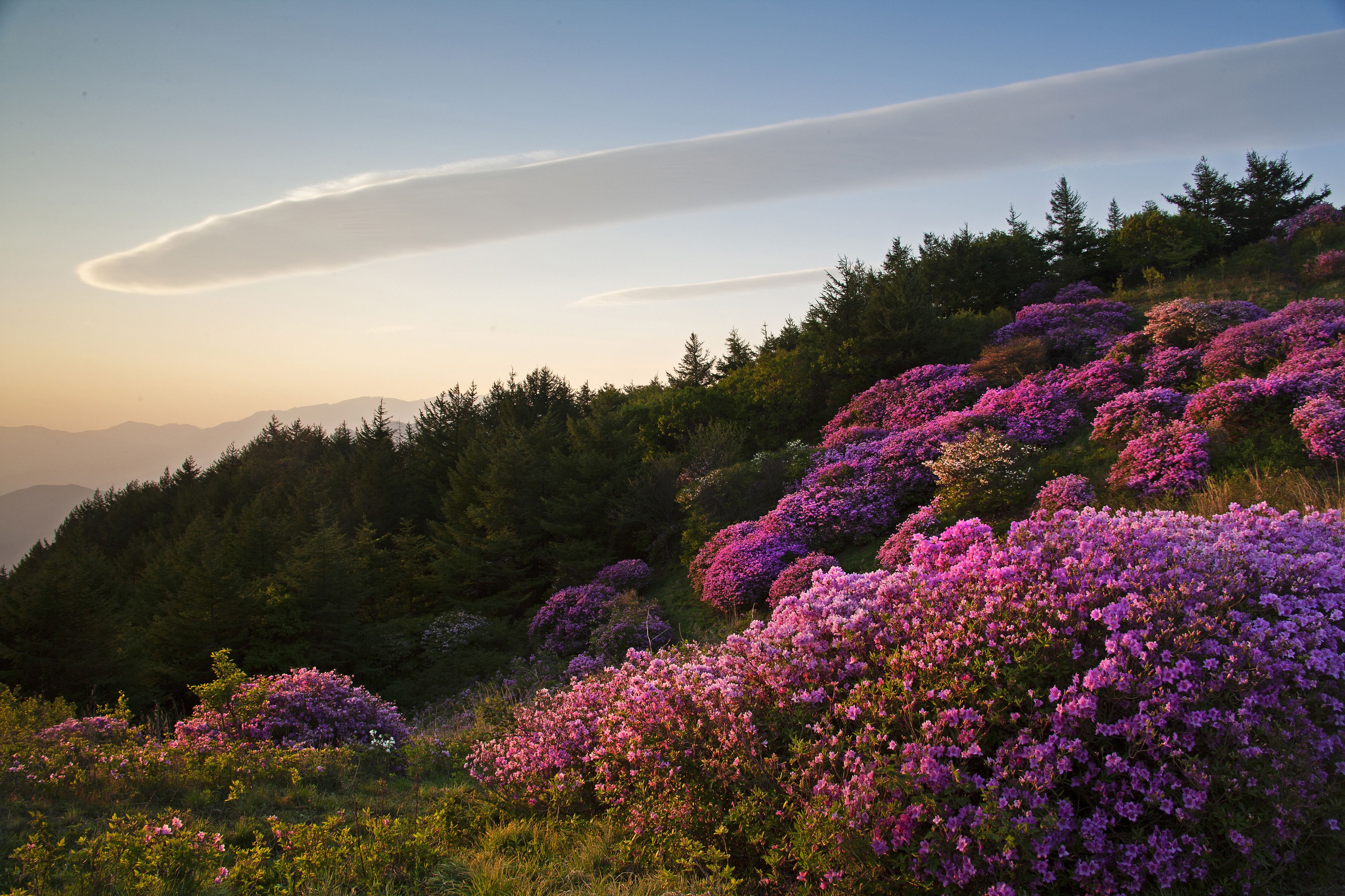 Spring and sunrise view of pink Azalea flowers on the ridge of Baraebong Peak at Jirisan Mountain near Namwon-si, South Korea
