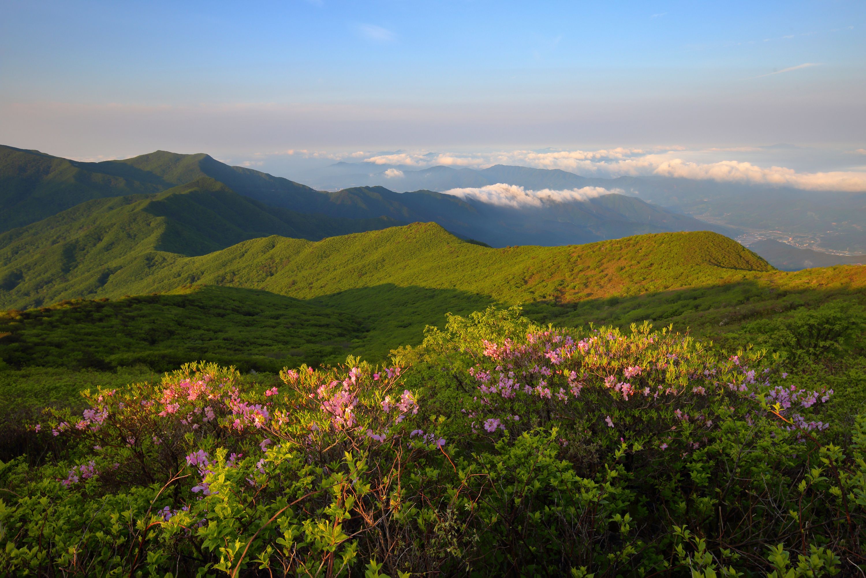 Shandong-myeon, Gurye-gun, Jeollanam-do, South Korea - May 22, 2021: Morning view of wild pink azalea flowers on Manbokdae Peak of Jirisan Mountain against sea of clouds on ridges in spring