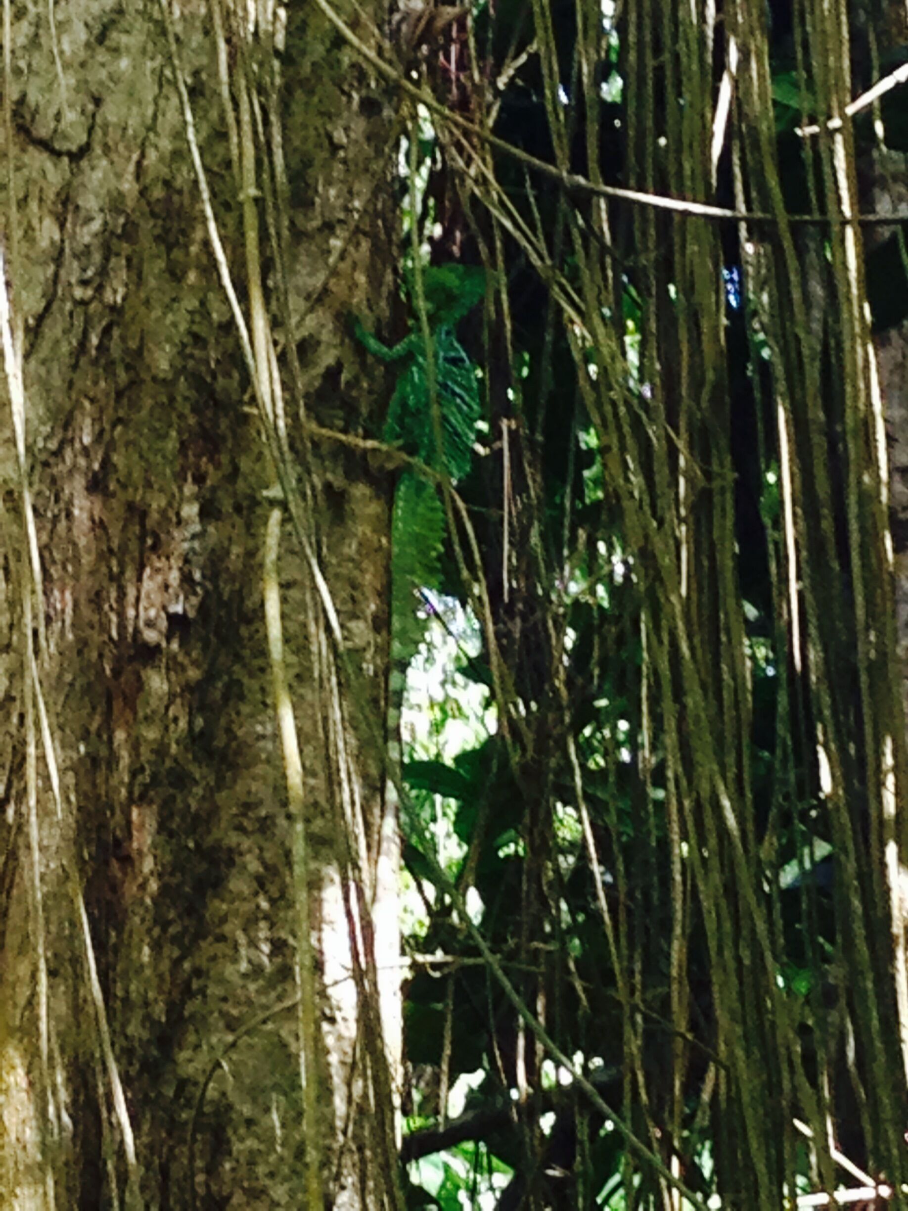 Cahuita National Park. 
