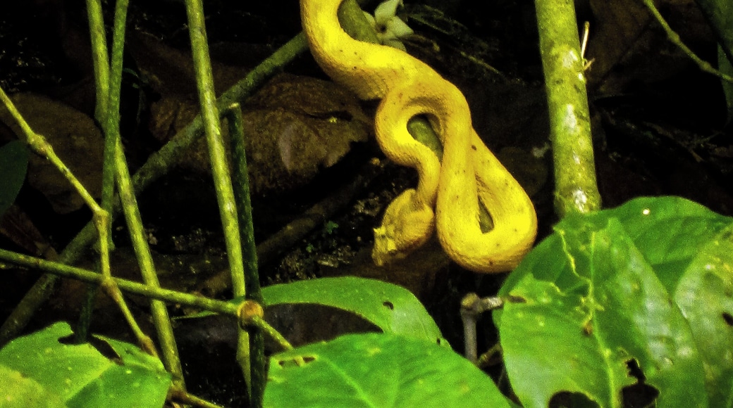 Fantastic creatures live in the Cahuita National Park in Costa Rica. Is just a matter of knowing where and when to look to find them. This snake, though its intense #Golden color is not as poisonus as others in the park.