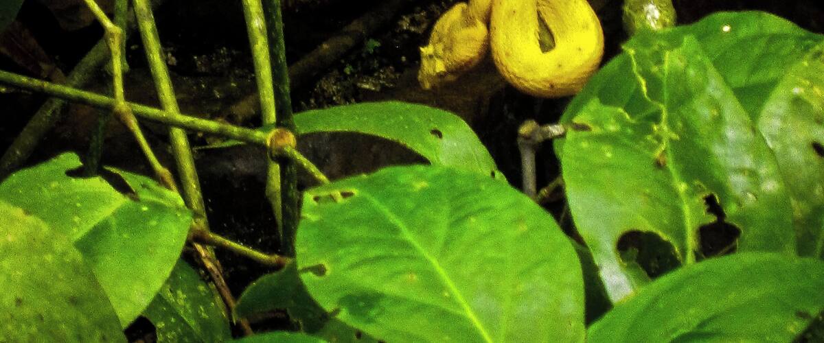 Fantastic creatures live in the Cahuita National Park in Costa Rica. Is just a matter of knowing where and when to look to find them. This snake, though its intense #Golden color is not as poisonus as others in the park.
