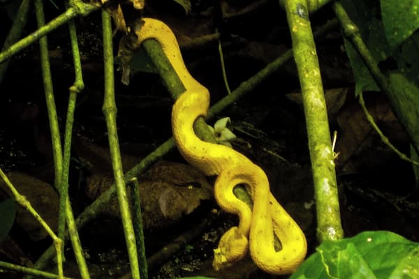 Fantastic creatures live in the Cahuita National Park in Costa Rica. Is just a matter of knowing where and when to look to find them. This snake, though its intense #Golden color is not as poisonus as others in the park.