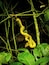 Fantastic creatures live in the Cahuita National Park in Costa Rica. Is just a matter of knowing where and when to look to find them. This snake, though its intense #Golden color is not as poisonus as others in the park.