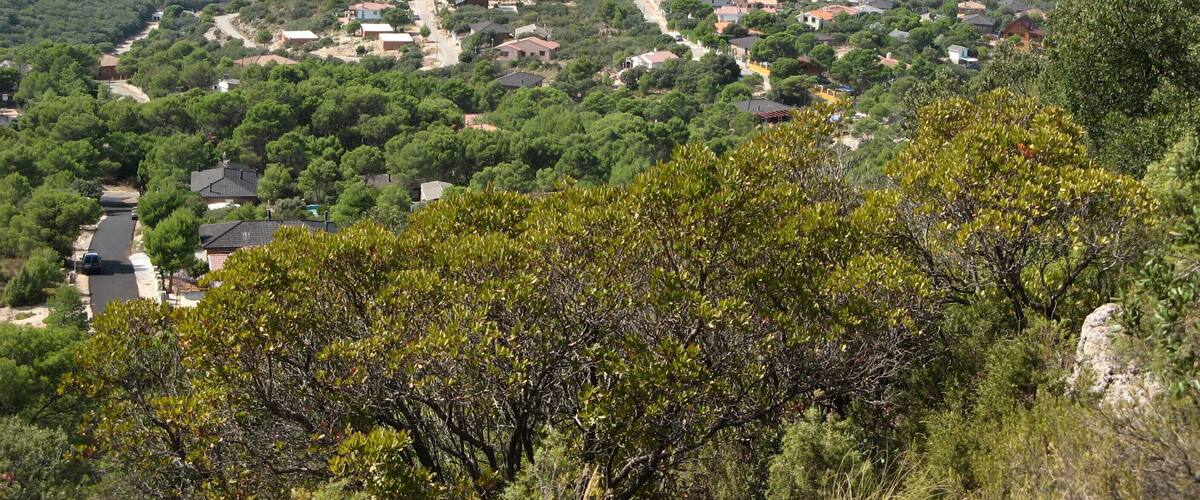 Urbanización Nueva Sierra de Madrid Albalate de Zorita
Provincia de Guadalajara
Castilla-La Mancha España