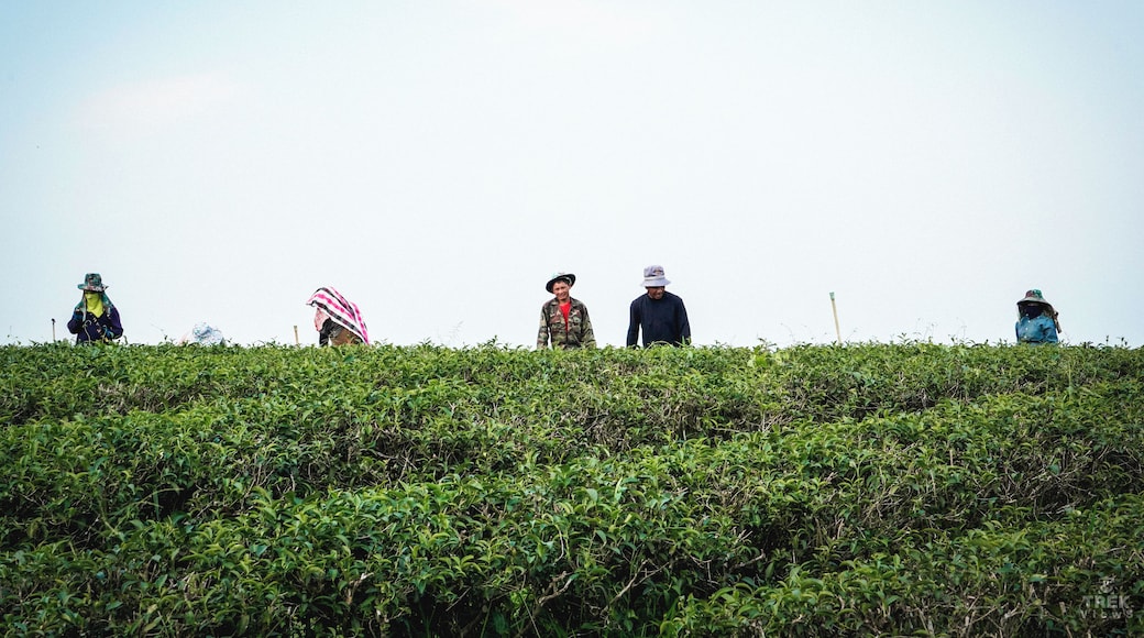 Trover #Trovember Photo Challenge Week 3 | The Outdoors:
.
Thai Views | Choui Fong Tea Plantation: Credit has to be given where credit is due. Regardless if we are eating at some fancy restaurant in some high rise or enjoying the freshness of a farm to table dining experience. They are groups of people that often get under appreciated. Individuals like these work day in and day out doing jobs that most of us would rather not do. We see the end product of what we eat and certainly appreciate the dining experience but we don’t often see where it comes from. Let’s always be mindful of the blood, sweat and tears it takes to keep this world fed.
.
.
.
.
#sonyalpha #sonya7riii #travelblogger #travelvlogger #travelgoals #travelguide #wanderluster #wandering #instatravel #instavacation #natgeoyourshot #lpfanphoto #troveon #southeastasia #beautifulseasia #travelsoutheastasia #thailand #bangkok #igthailand #thailandinsider #amzthld #explorethailand #vistthailand #thailandtravel #greenthumb #greentea #plantation #agriculture #farmlife #green