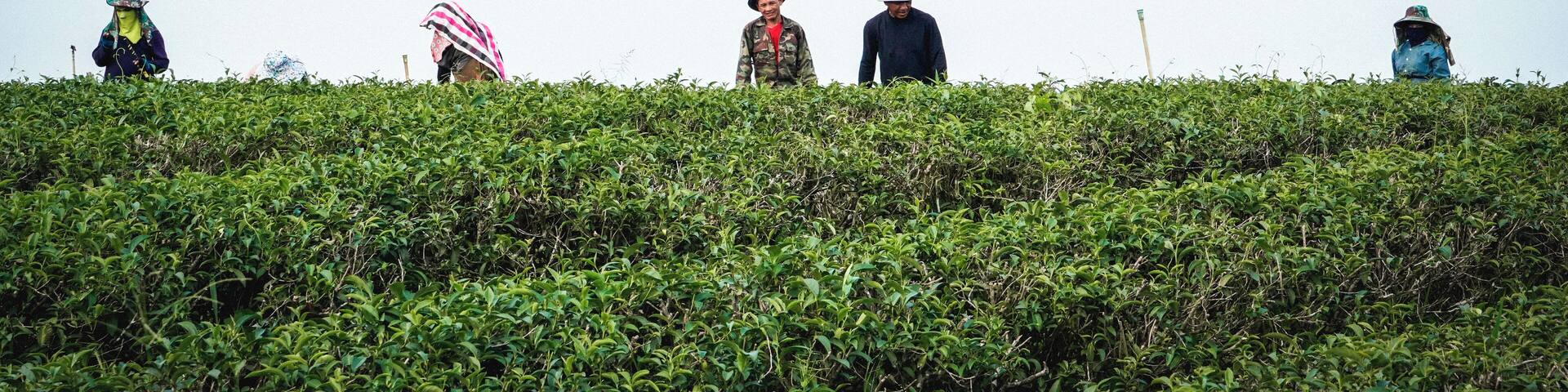 A group of people standing on a hill with dense green foliage.