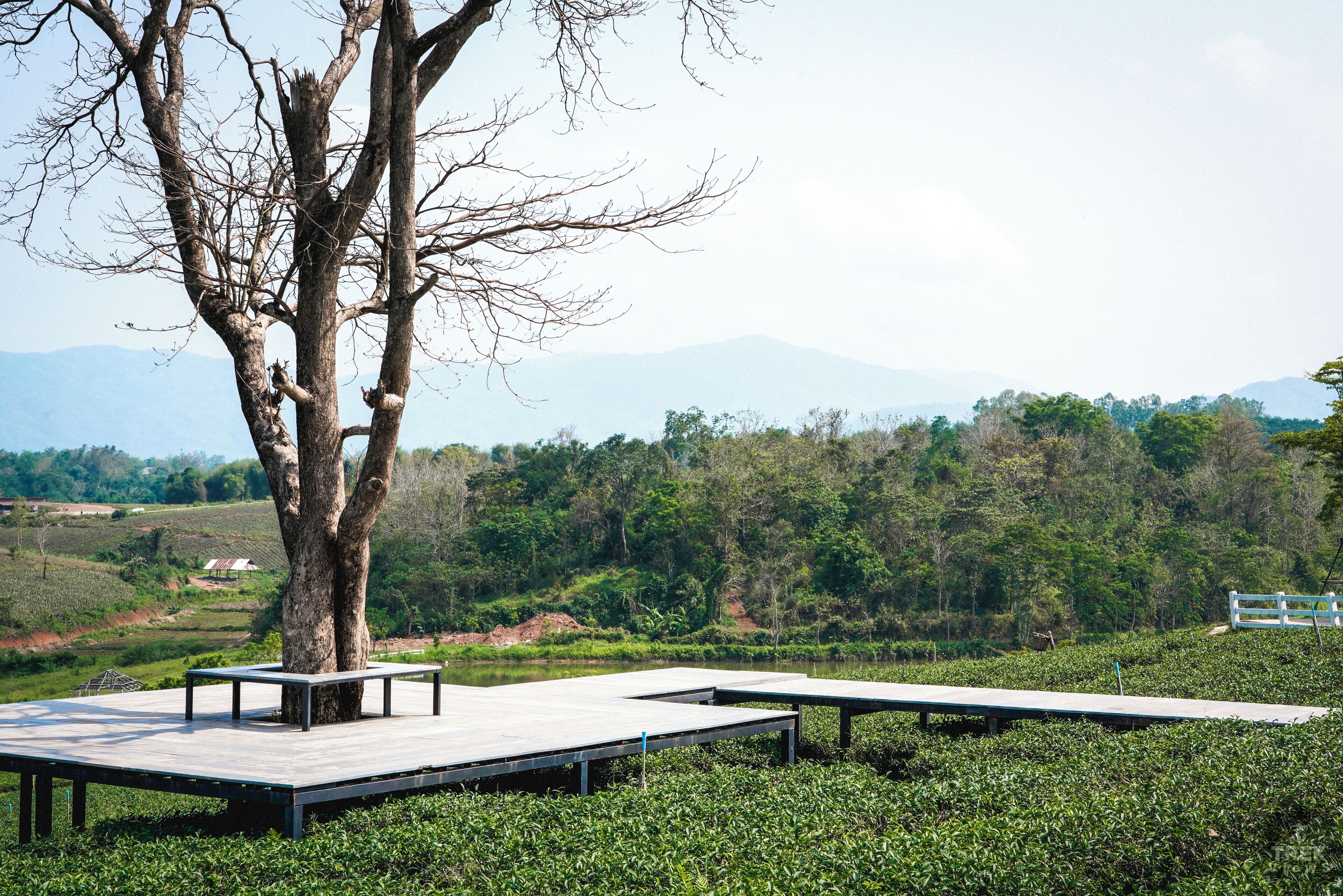 Trover #Trovember Photo Challenge Week 3. | The Outdoors:
.
Thai Views | Choui Fong Tea Plantation: Some views beg to be captured and shared. Northern Thailand is in such stark contrast to Bangkok. Almost every turn you make you are greeted by greenery with a beautiful back drop of rolling hills and mountains. This region is the perfect place to hit the pause button on life and take the time to appreciate this world that was created for you and I.
.
.
.
.
#sonyalpha #sonya7riii #traveladdict #traveljunkie #travelideas #traveltips #wanderer #wanderlusting #instatrip #instaholiday #natgeoyourshot #lpfanphoto #troveon #southeastasia #beautifulseasia #travelsoutheastasia #thailand #bangkok #igthailand #thailandinsider #amzthld #explorethailand #vistthailand #thailandtravel #landscape #beautifullandscape #greenlandscape #greentea #plantation #green