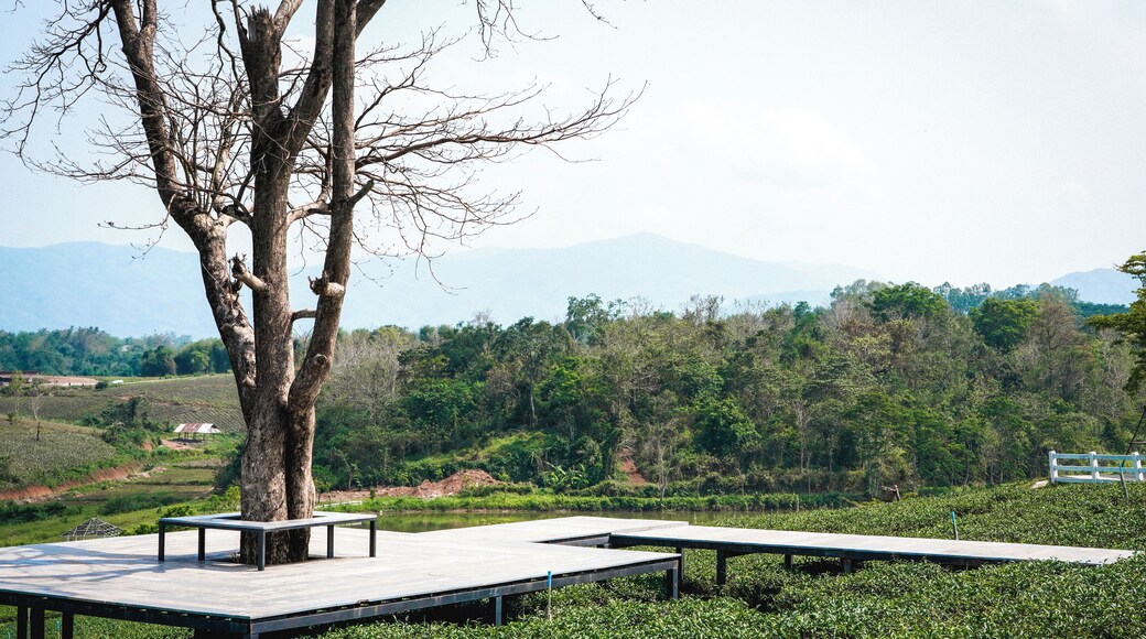 Trover #Trovember Photo Challenge Week 3. | The Outdoors:
.
Thai Views | Choui Fong Tea Plantation: Some views beg to be captured and shared. Northern Thailand is in such stark contrast to Bangkok. Almost every turn you make you are greeted by greenery with a beautiful back drop of rolling hills and mountains. This region is the perfect place to hit the pause button on life and take the time to appreciate this world that was created for you and I.
.
.
.
.
#sonyalpha #sonya7riii #traveladdict #traveljunkie #travelideas #traveltips #wanderer #wanderlusting #instatrip #instaholiday #natgeoyourshot #lpfanphoto #troveon #southeastasia #beautifulseasia #travelsoutheastasia #thailand #bangkok #igthailand #thailandinsider #amzthld #explorethailand #vistthailand #thailandtravel #landscape #beautifullandscape #greenlandscape #greentea #plantation #green