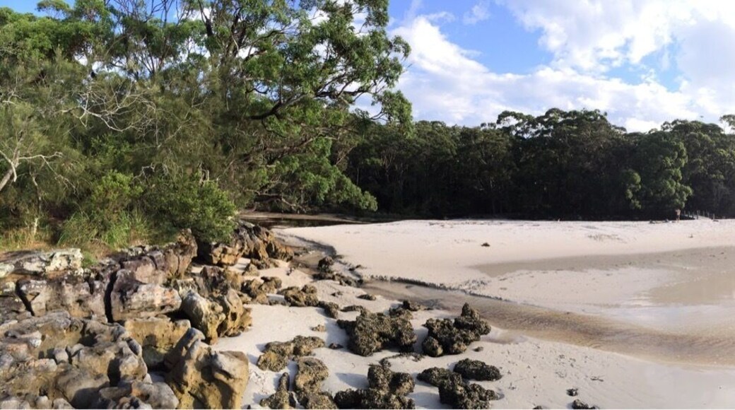 Green patch birds everywhere and beautiful beach
