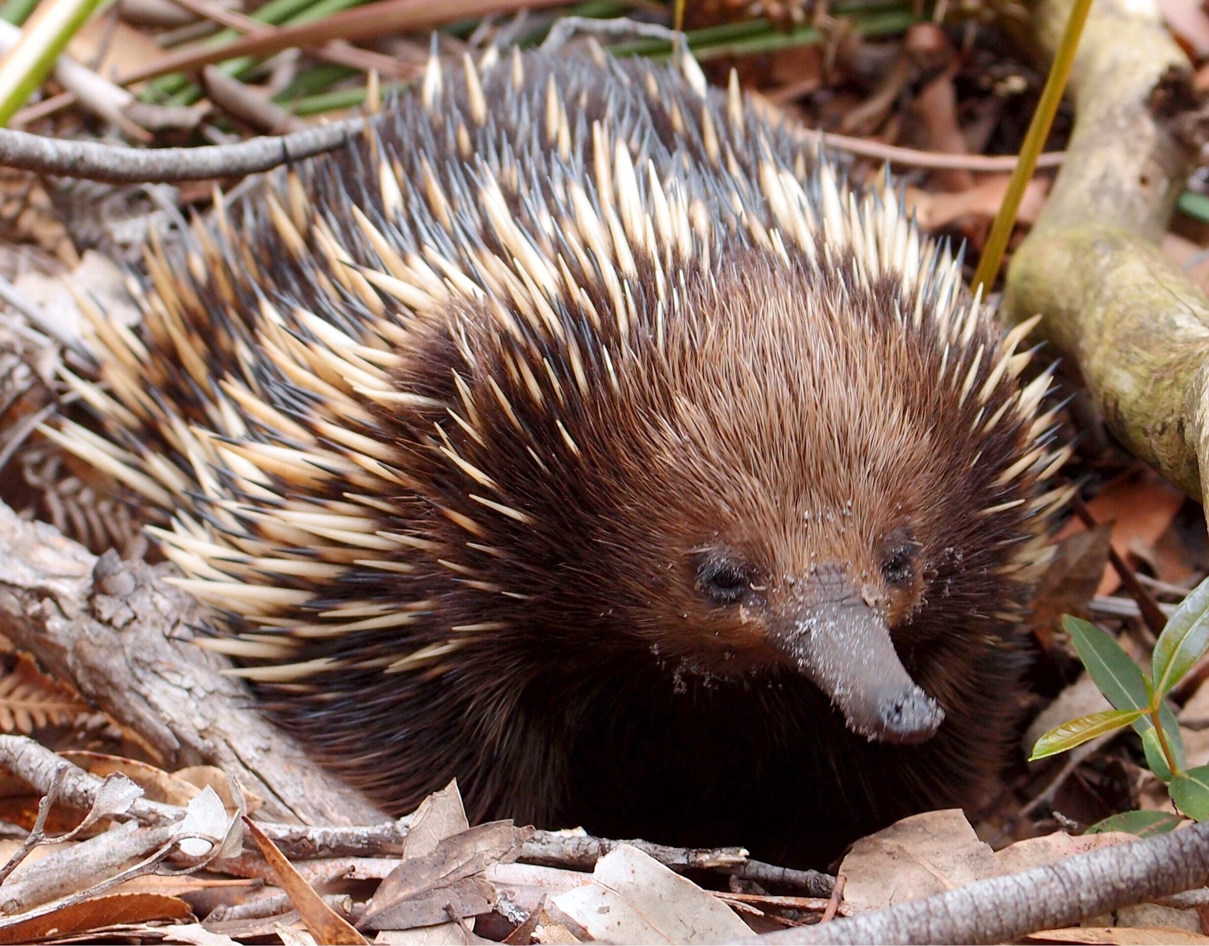 I came across this Echidna while walking through Booderee National Park, he is definitely a local gem ! #localgem