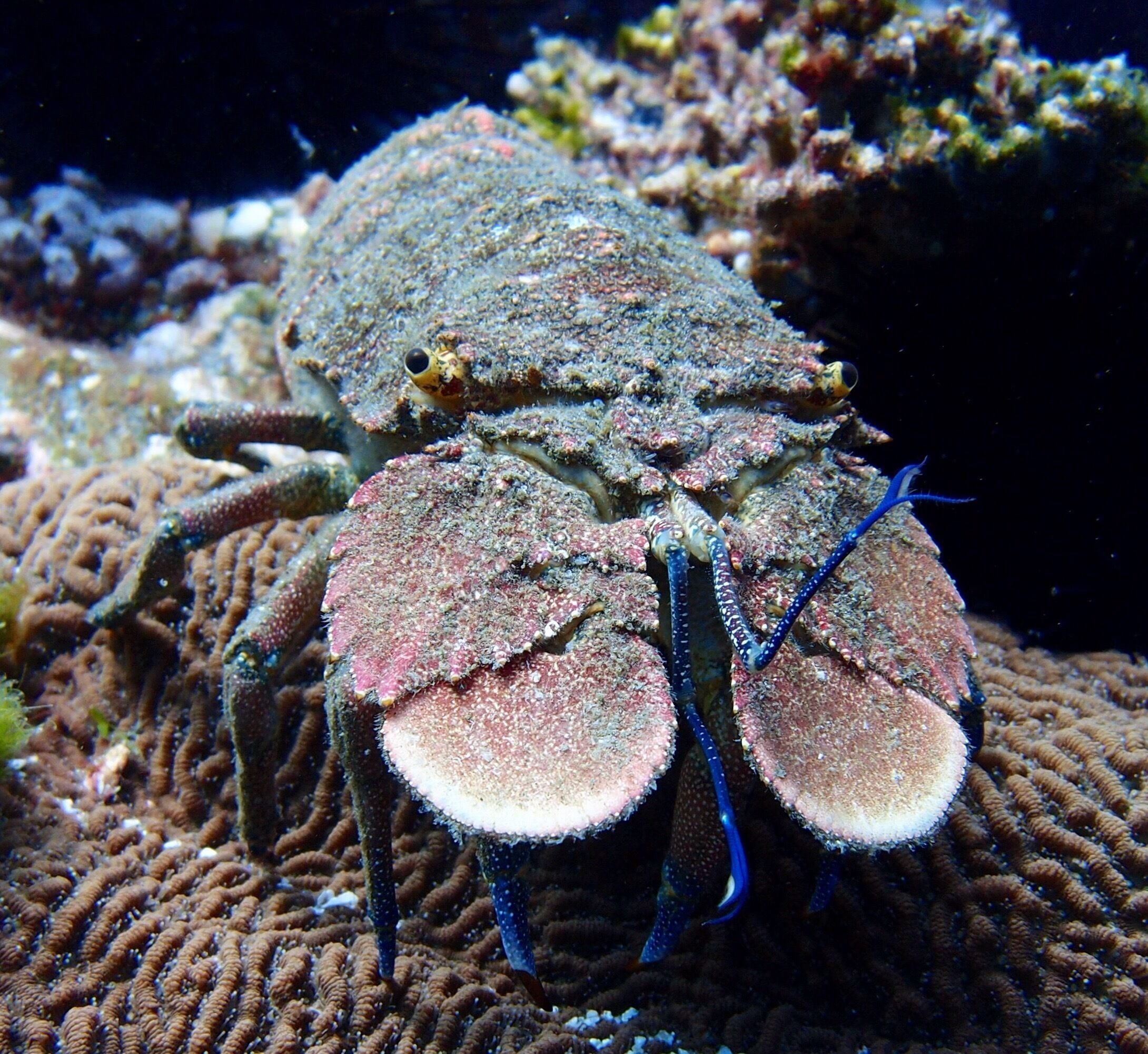 This Slipper Cray stared me down while diving in Jervis Bay. #localgem