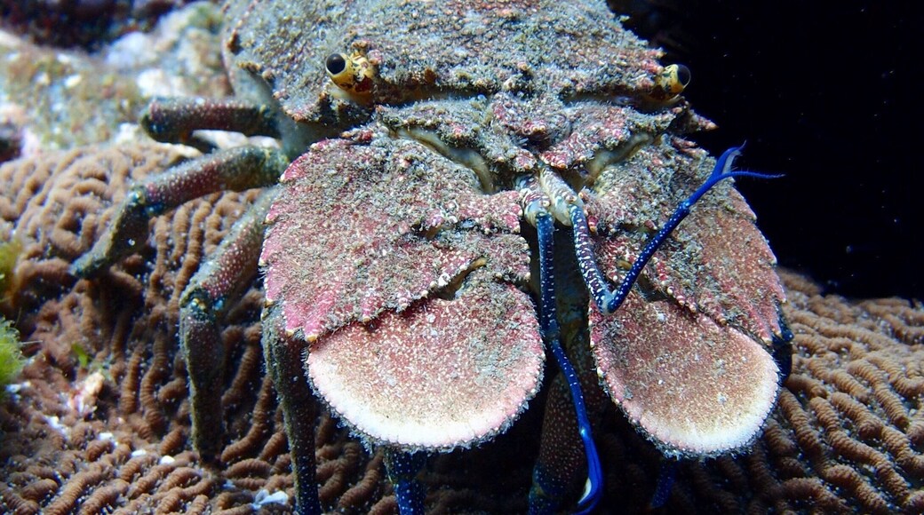 This Slipper Cray stared me down while diving in Jervis Bay. #localgem