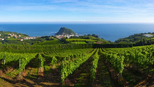 Vineyards and wine production with the Cantabrian sea in the background, Getaria Spain