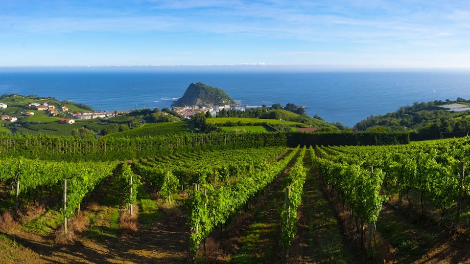 A vineyard with rows of grapevines, a coastal town, and a prominent hill in the background.