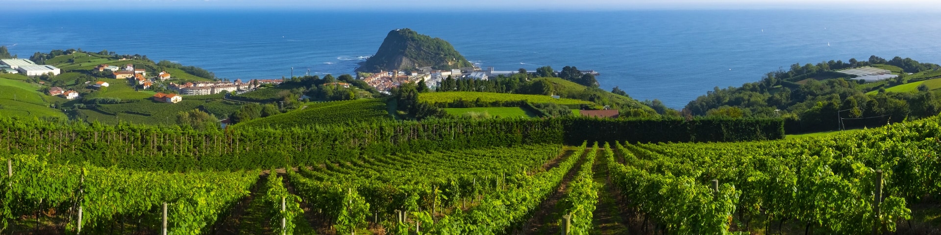 Vineyards and wine production with the Cantabrian sea in the background, Getaria Spain