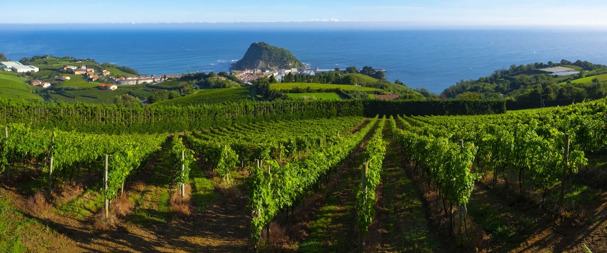 A vineyard with rows of grapevines, a coastal town, and a prominent hill in the background.