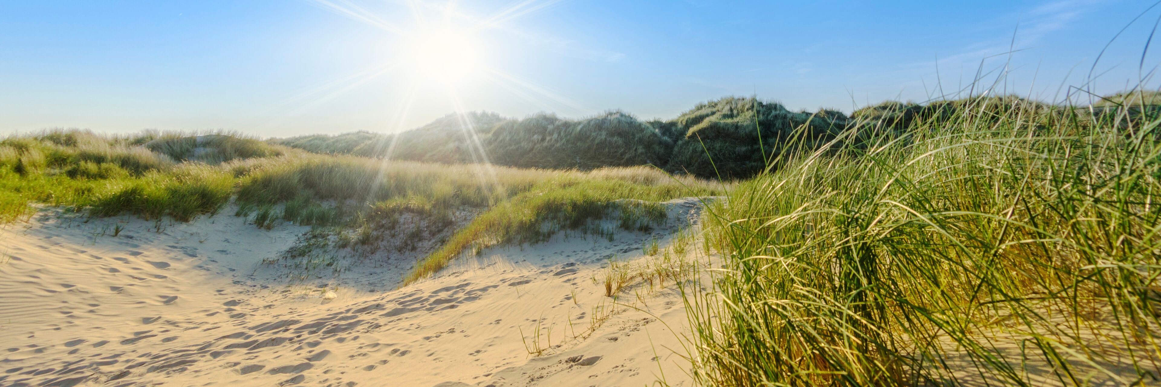 A sandy beach with tall grass and dunes under a clear sky.